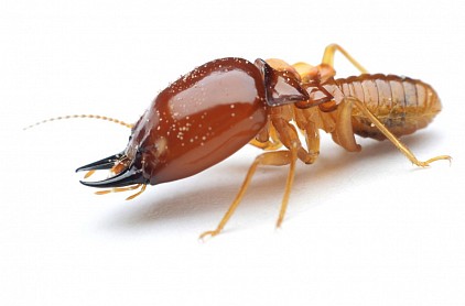 termite pest control Central Coast