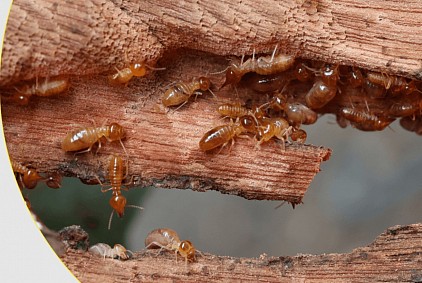 termite pest control Central Coast